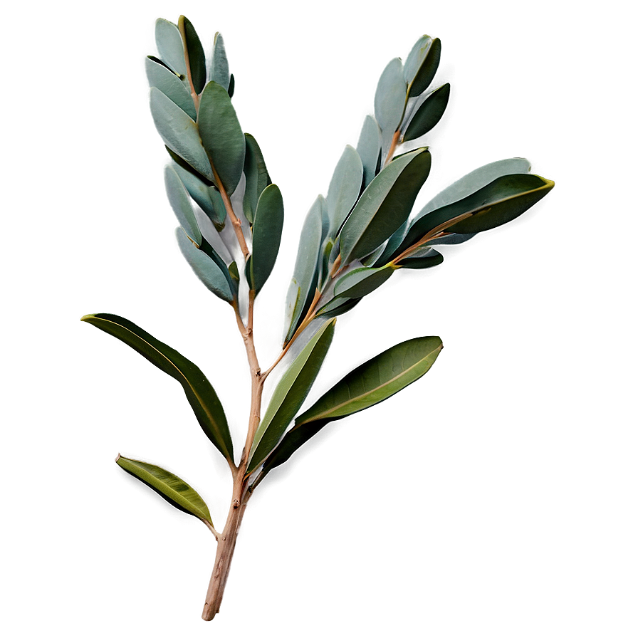 Eucalyptus Branch With Flowers Png 2 PNG