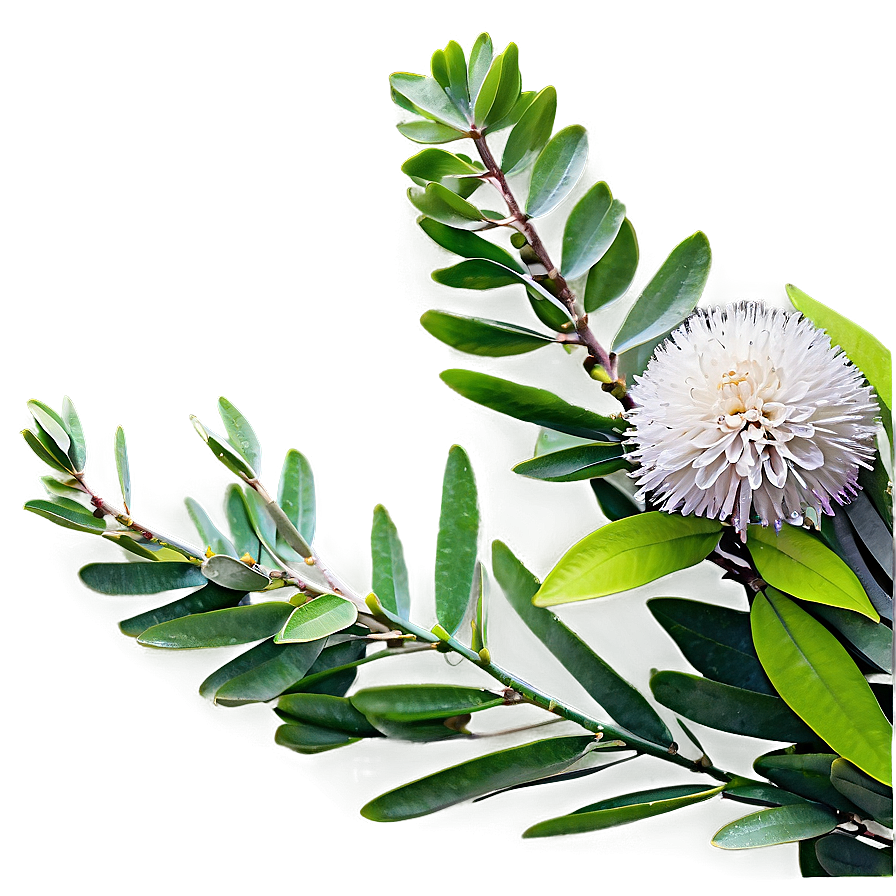 Eucalyptus Branch With Flowers Png 24 PNG