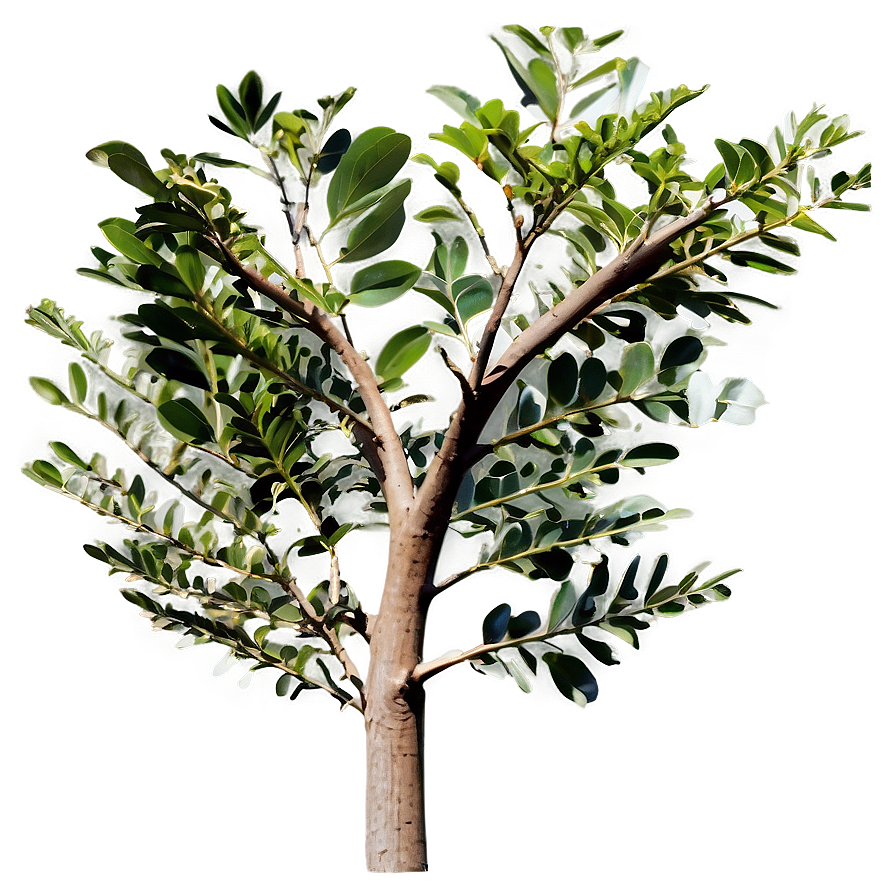 Eucalyptus Gum Tree Png Yxx PNG