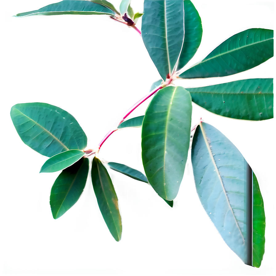 Eucalyptus Herbal Tea Png Cye PNG
