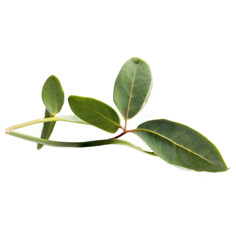Eucalyptus Herbal Tea Png Wtn30 PNG