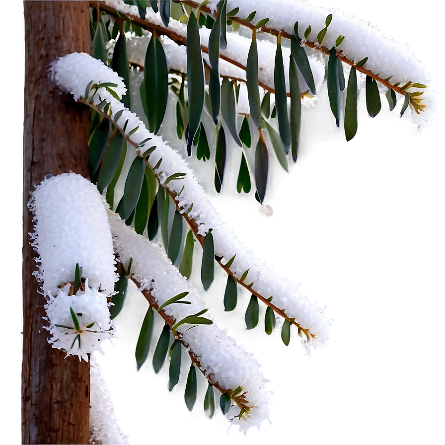 Eucalyptus In Snow Png Bho PNG