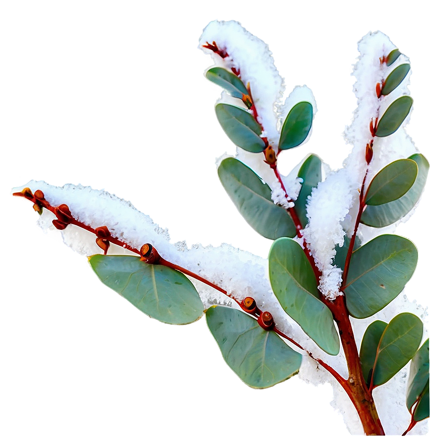 Eucalyptus In Snow Png Psq PNG