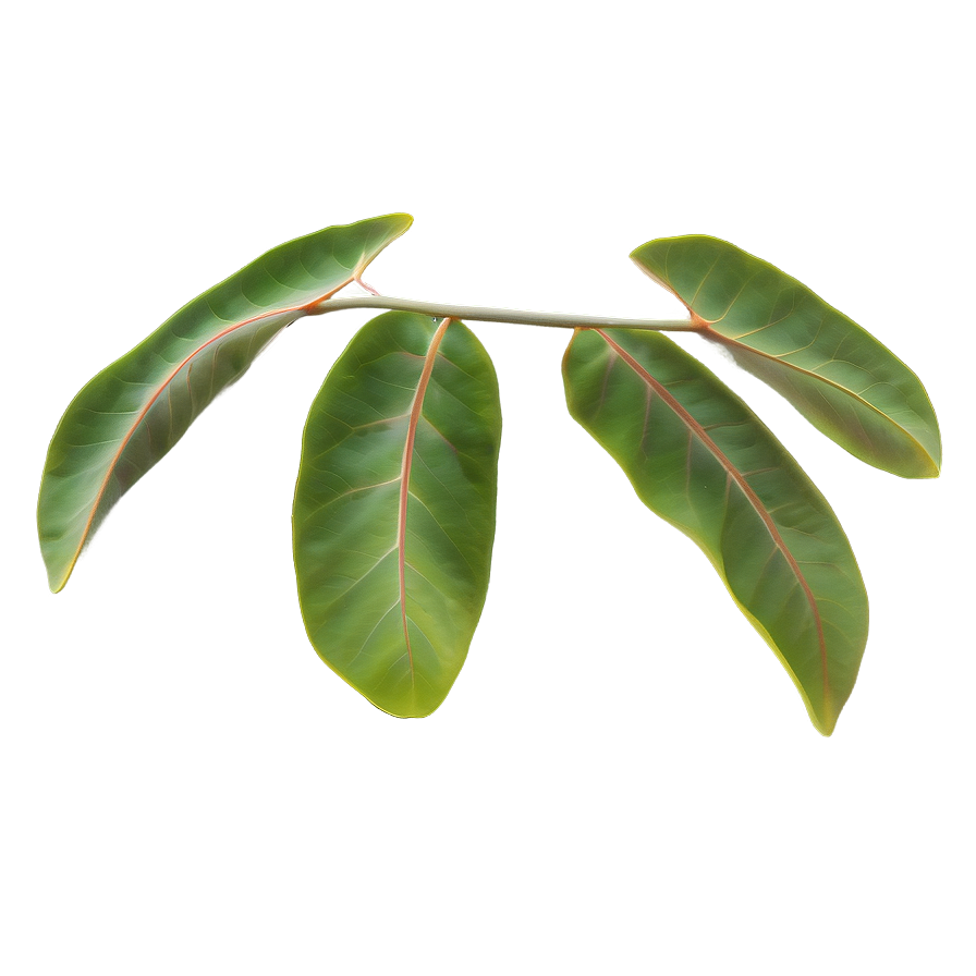 Eucalyptus Leaf Pattern Png 05242024 PNG