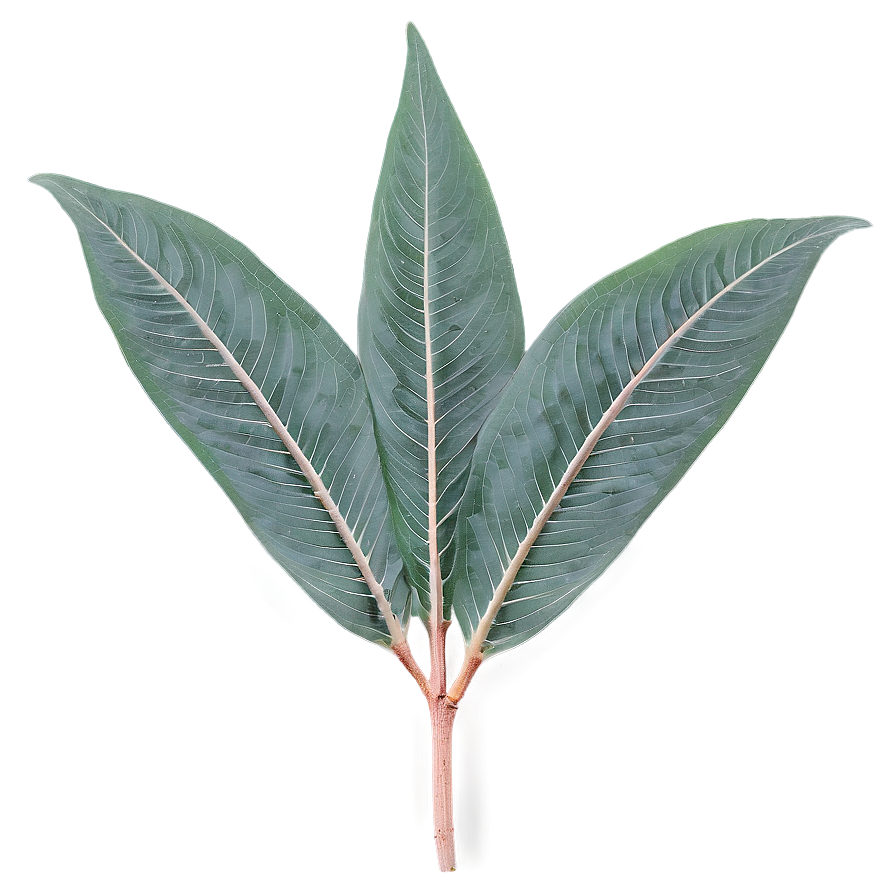 Eucalyptus Leaf Pattern Png Uij56 PNG