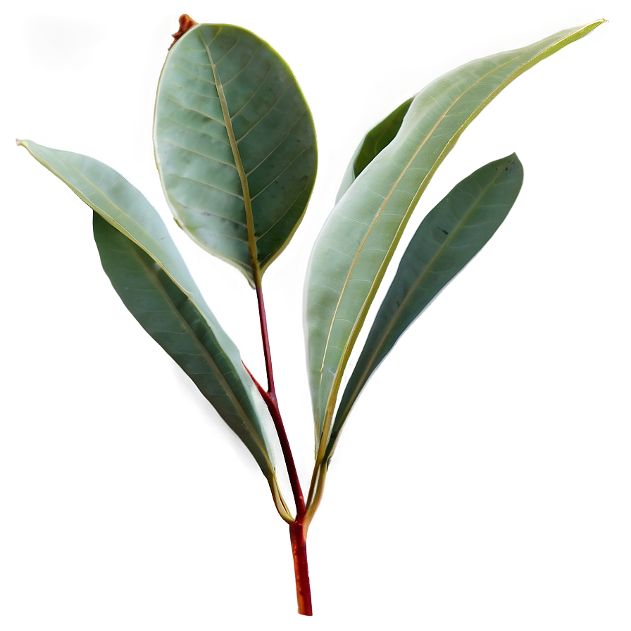 Eucalyptus Leaf Png 17 PNG