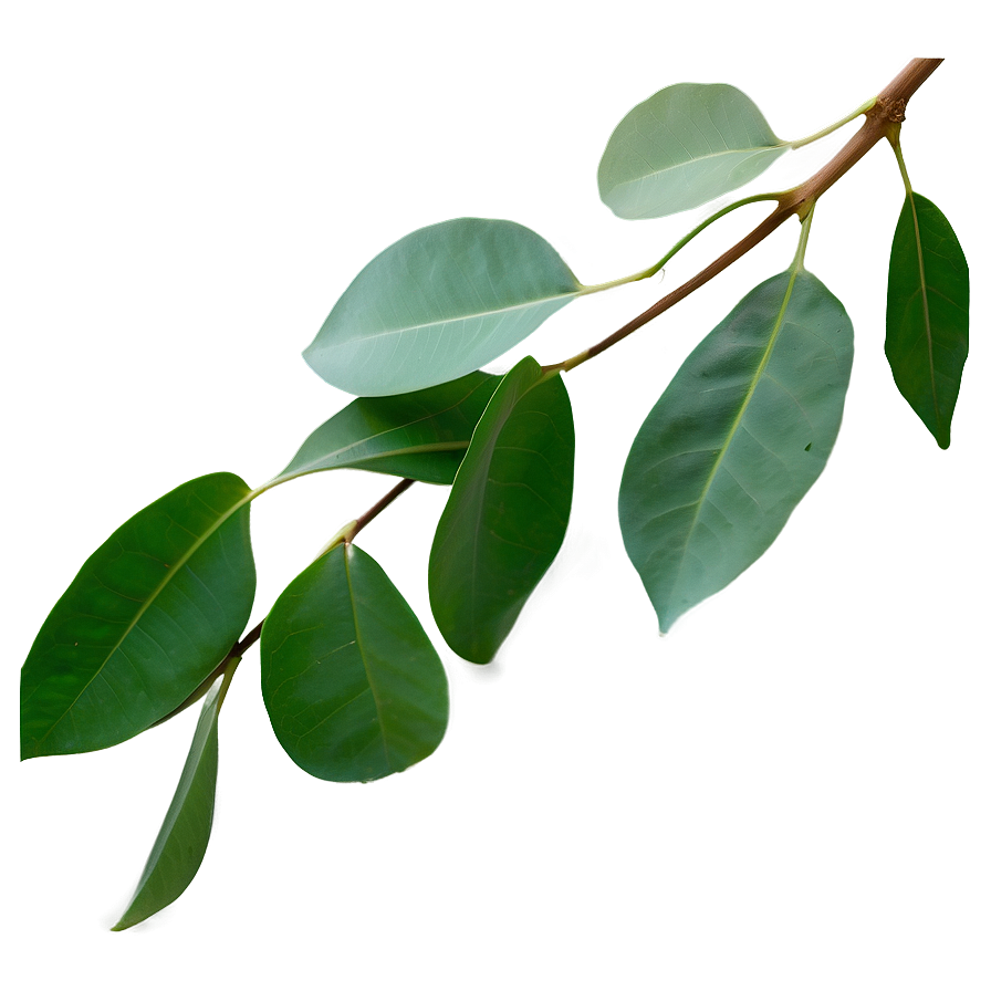 Eucalyptus Leaf Png Ogs PNG