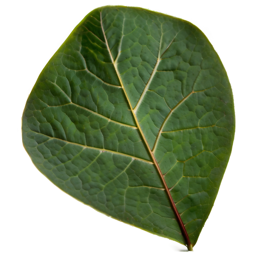 Eucalyptus Leaf Veins Png 05242024 PNG