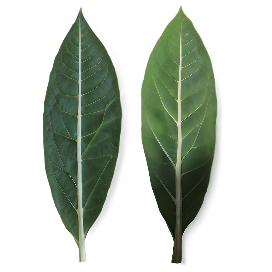 Eucalyptus Leaf Veins Png Mvt PNG