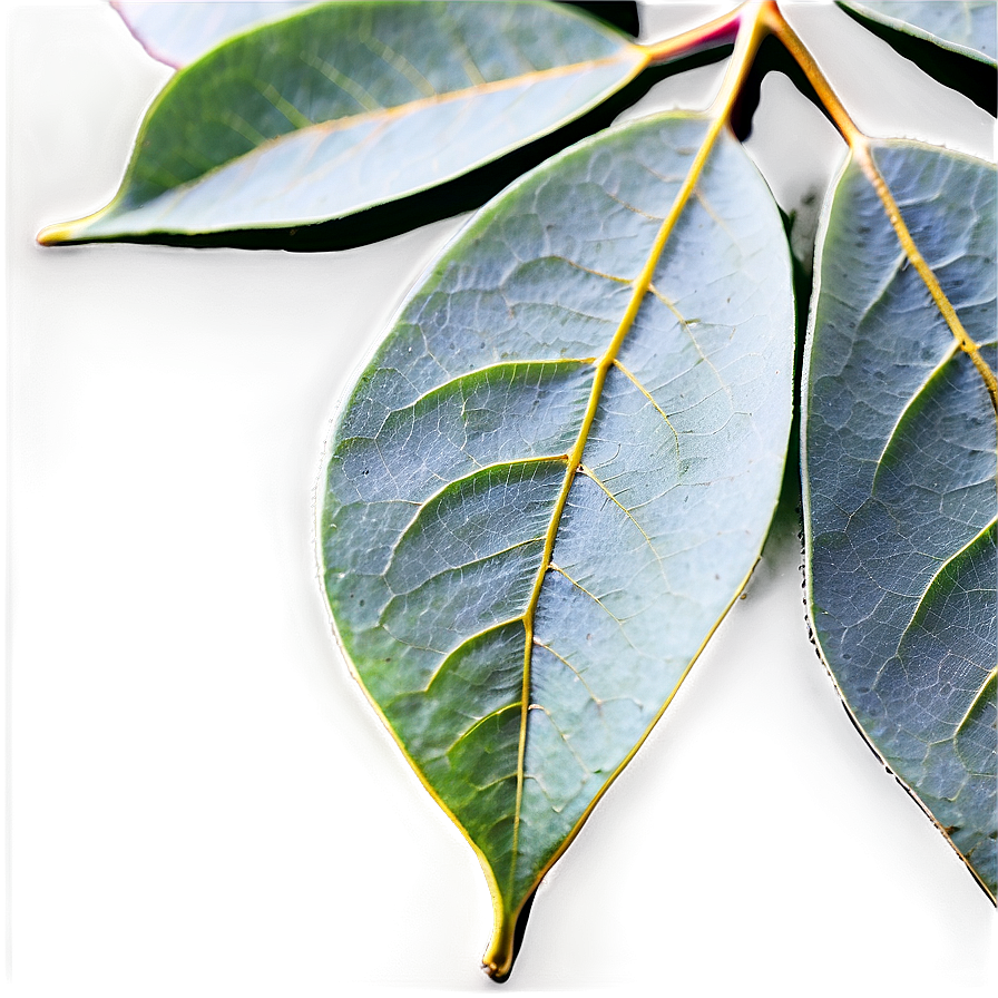 Eucalyptus Leaf Veins Png Xeb PNG