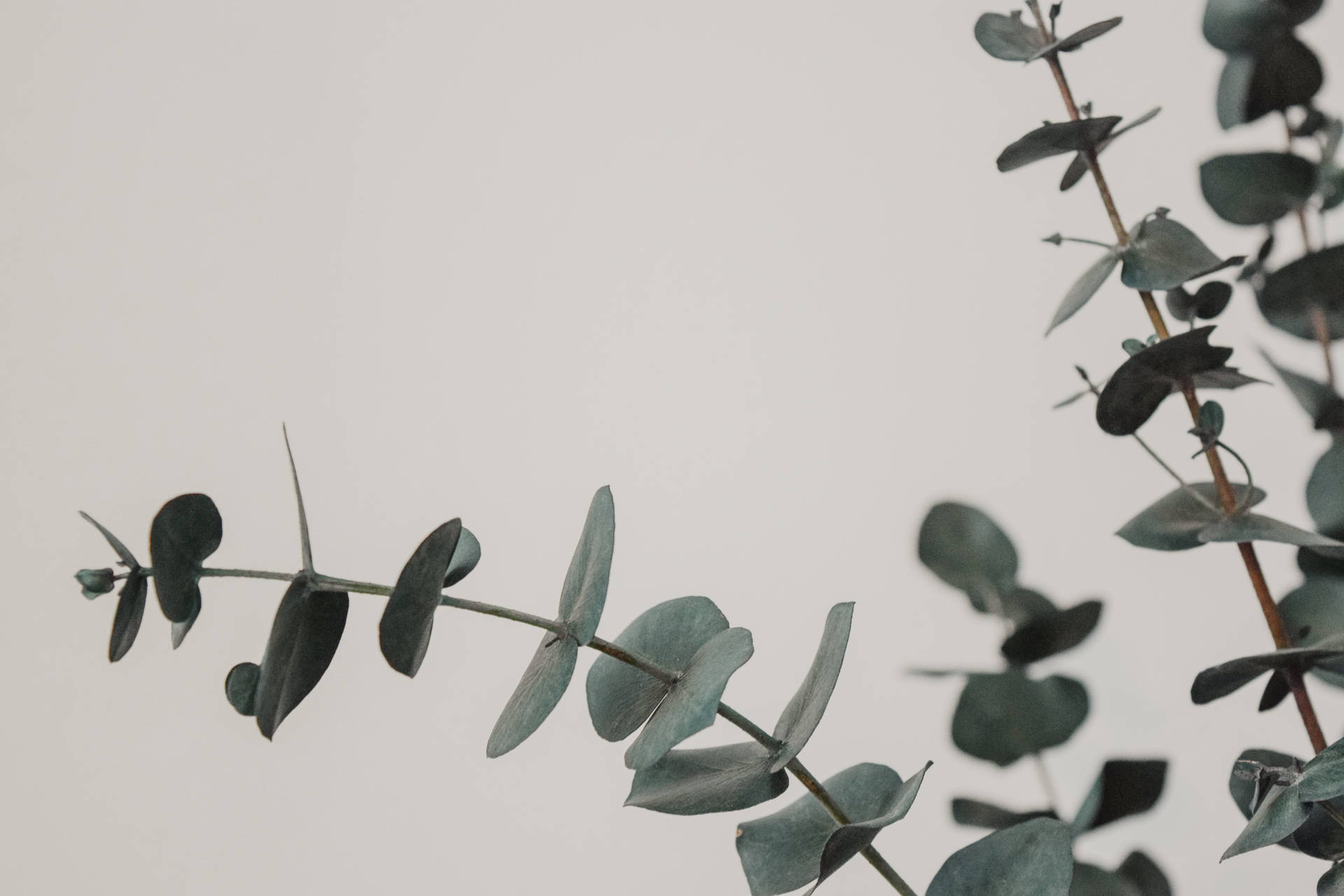 Eucalyptusblätterfür Den Desktop Wallpaper