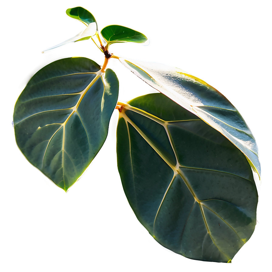 Eucalyptus Leaves In Sunlight Png 05242024 PNG