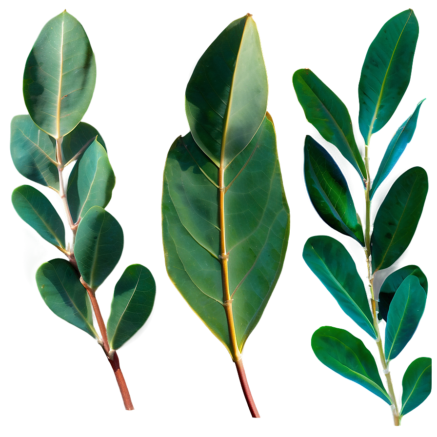 Eucalyptus Leaves In Sunlight Png 14 PNG