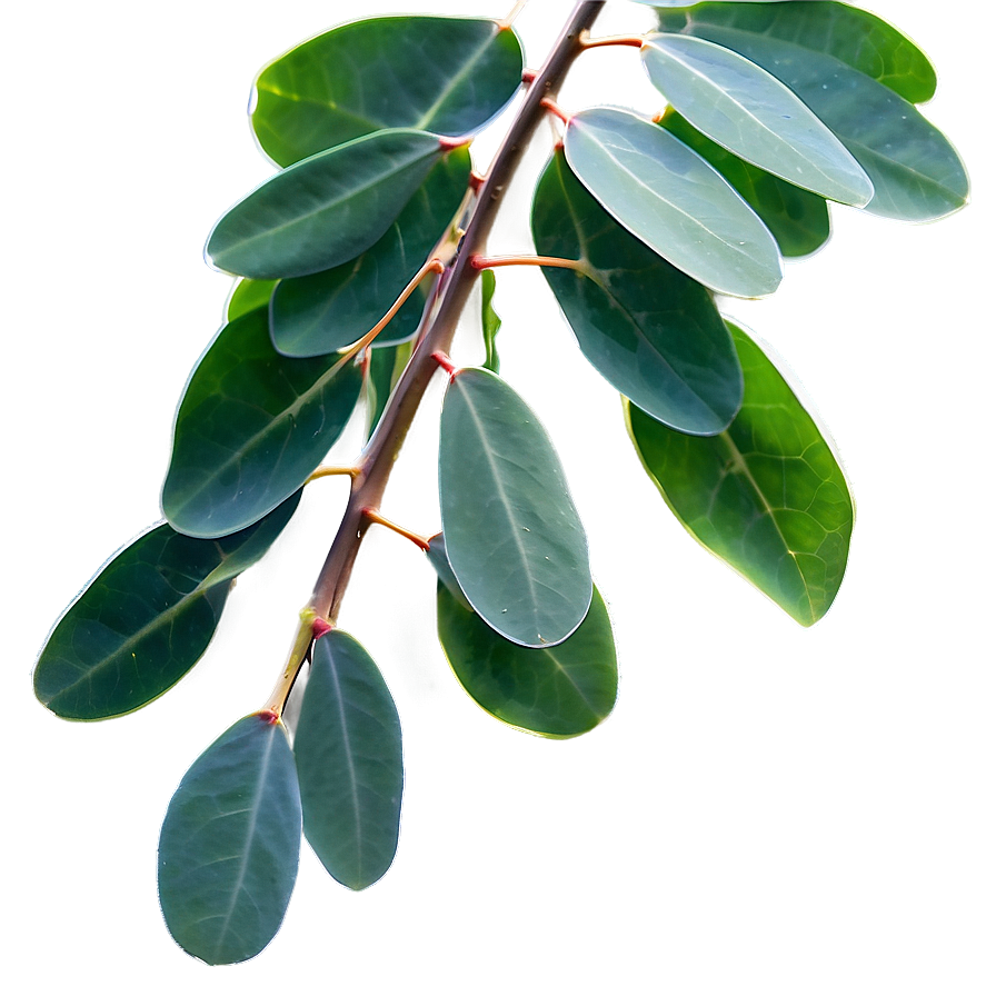 Eucalyptus Leaves In Sunlight Png 7 PNG