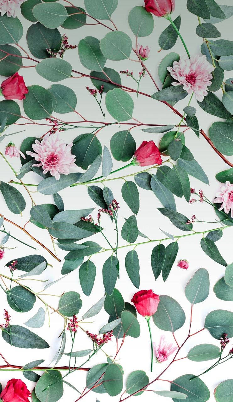 Eucalyptus Plants And Flowers Background