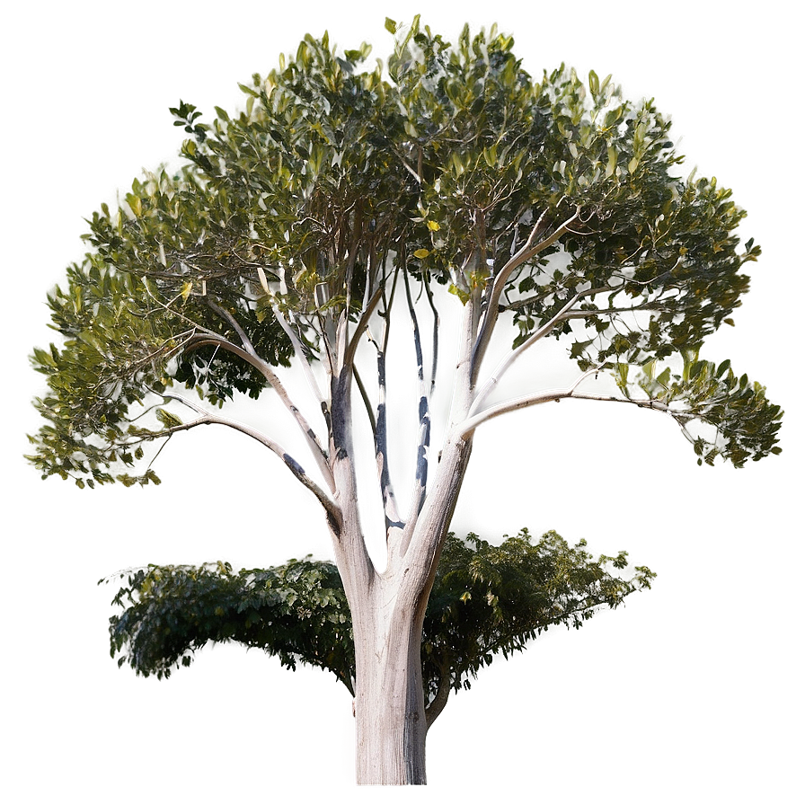 Eucalyptus Tree Canopy Png Jaq PNG