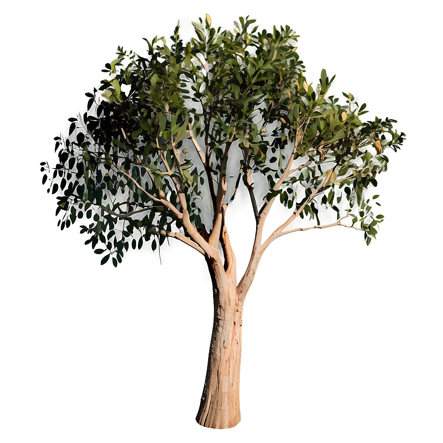 Eucalyptus Tree Silhouette Png Dmu PNG