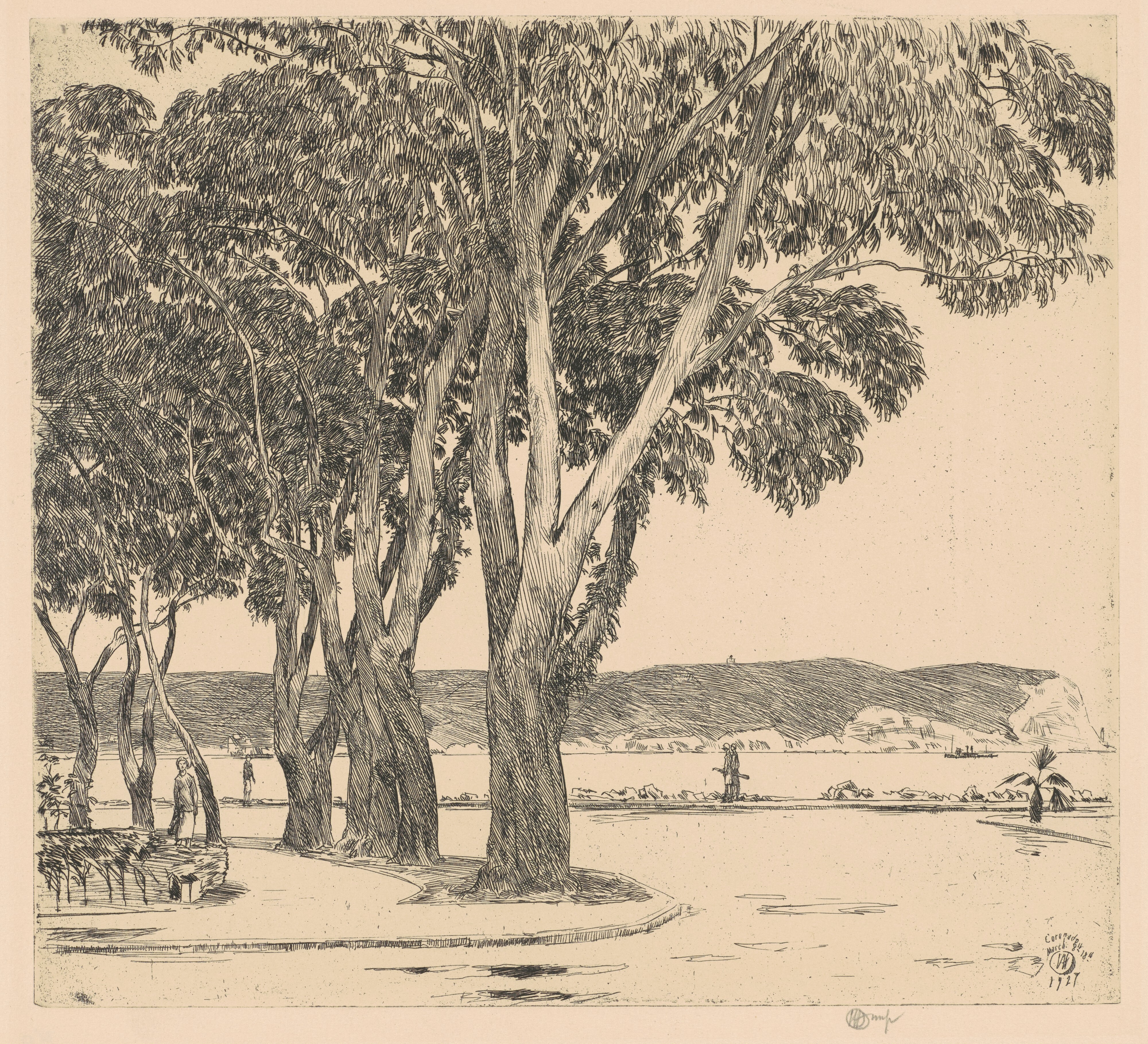 Eucalyptus Trees Wallpaper