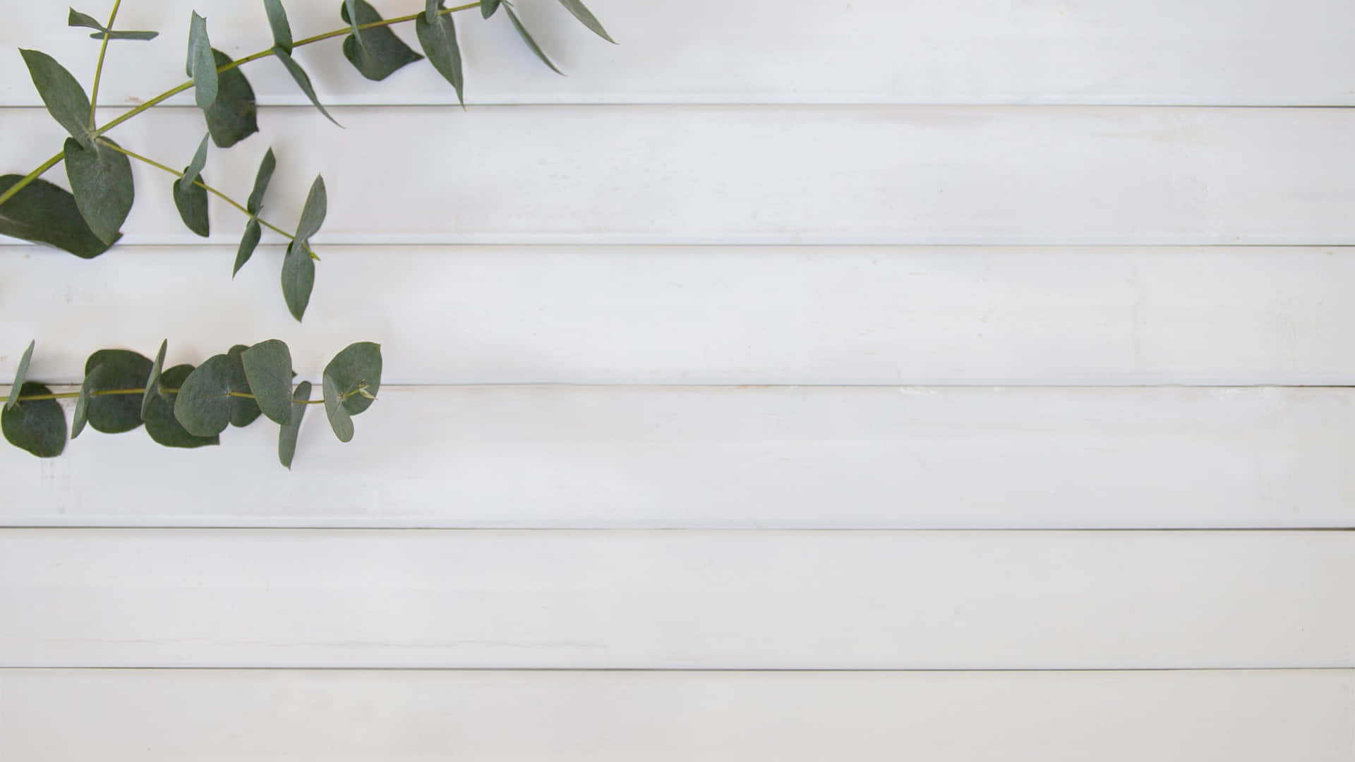 Eucalyptuson White Wooden Background Wallpaper