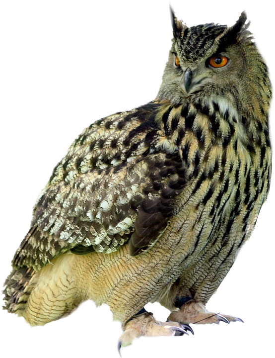 Eurasian Eagle Owl Portrait PNG