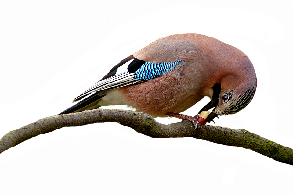 Eurasian Jay Feedingon Branch PNG