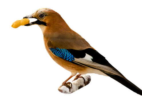 Eurasian_ Jay_ With_ Nut PNG