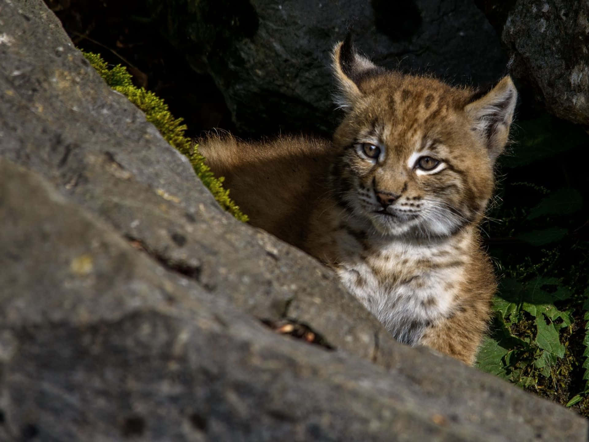 Eurasian Lynx Cub Hiding Rocks Wallpaper