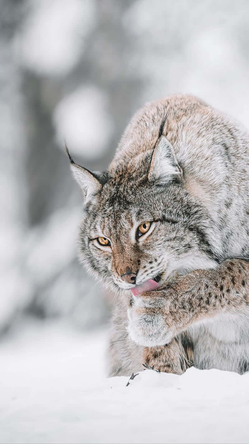 Eurasian Lynx Grooming In Snow Wallpaper