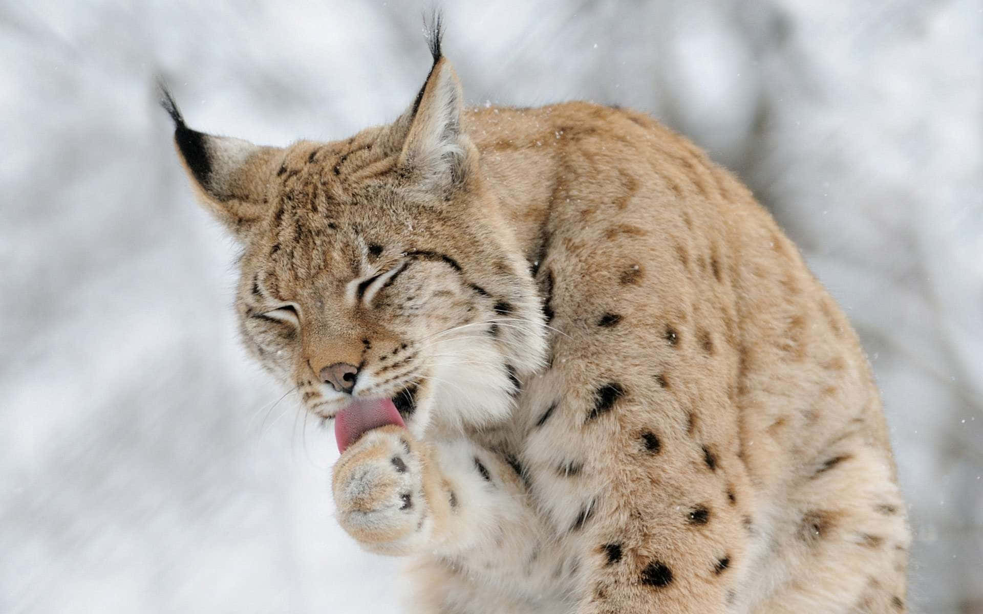 Eurasian Lynx Groomingin Snow Wallpaper