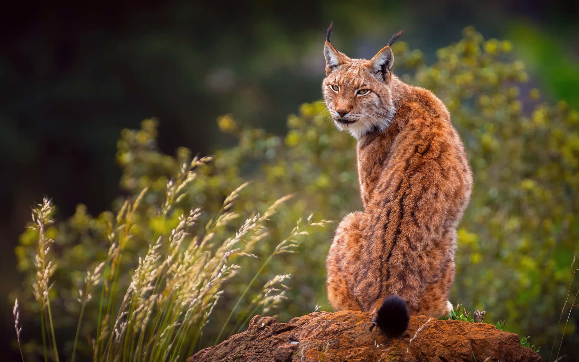 Eurasian Lynx In Natural Habitat Wallpaper