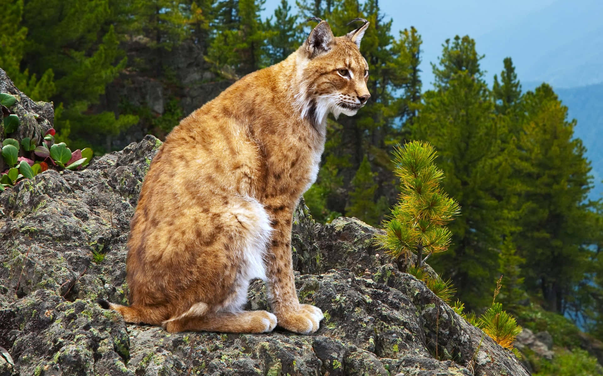 Eurasian Lynx On Mountain Rocks Wallpaper