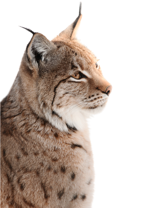 Eurasian Lynx Profile PNG