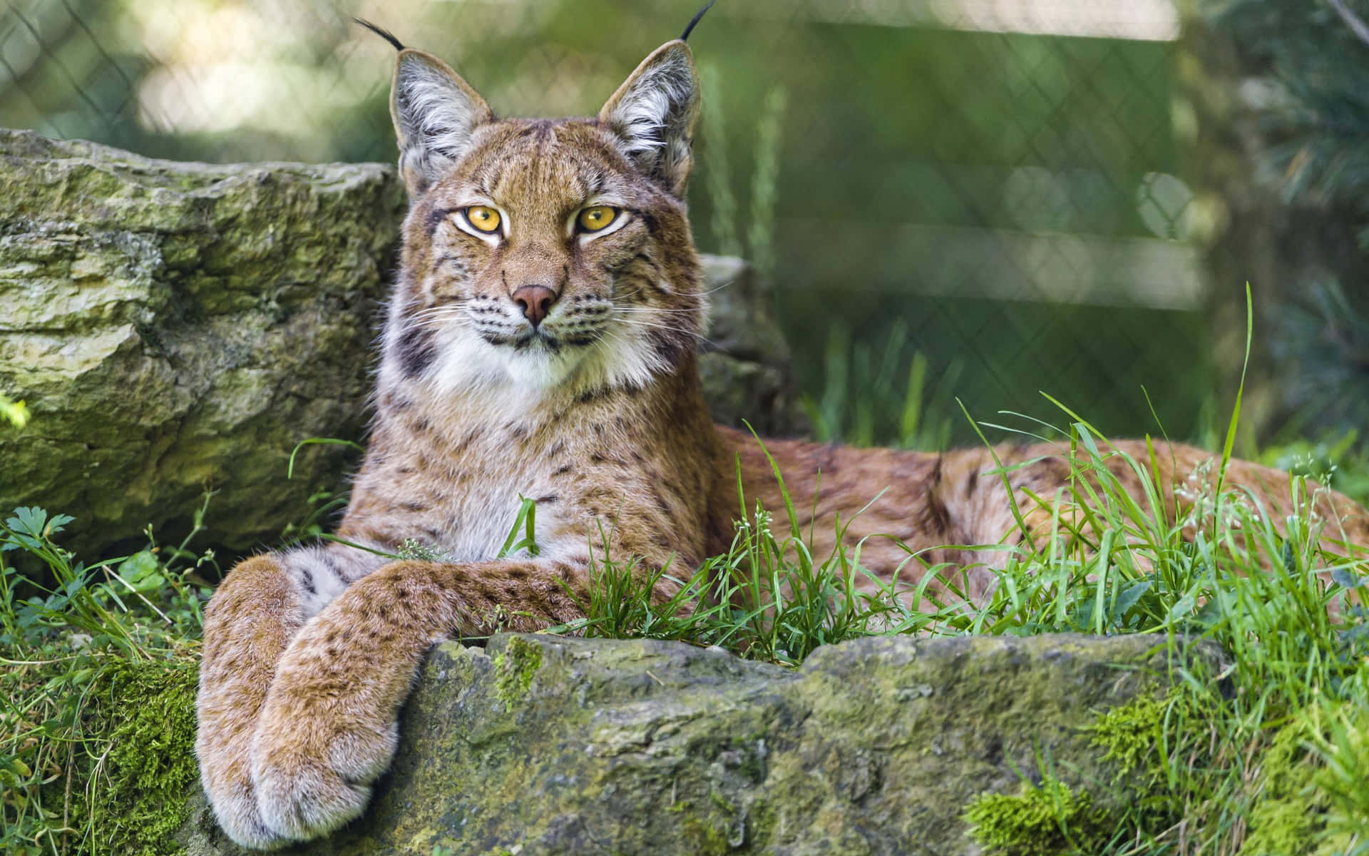 Eurasian Lynx Resting Wallpaper