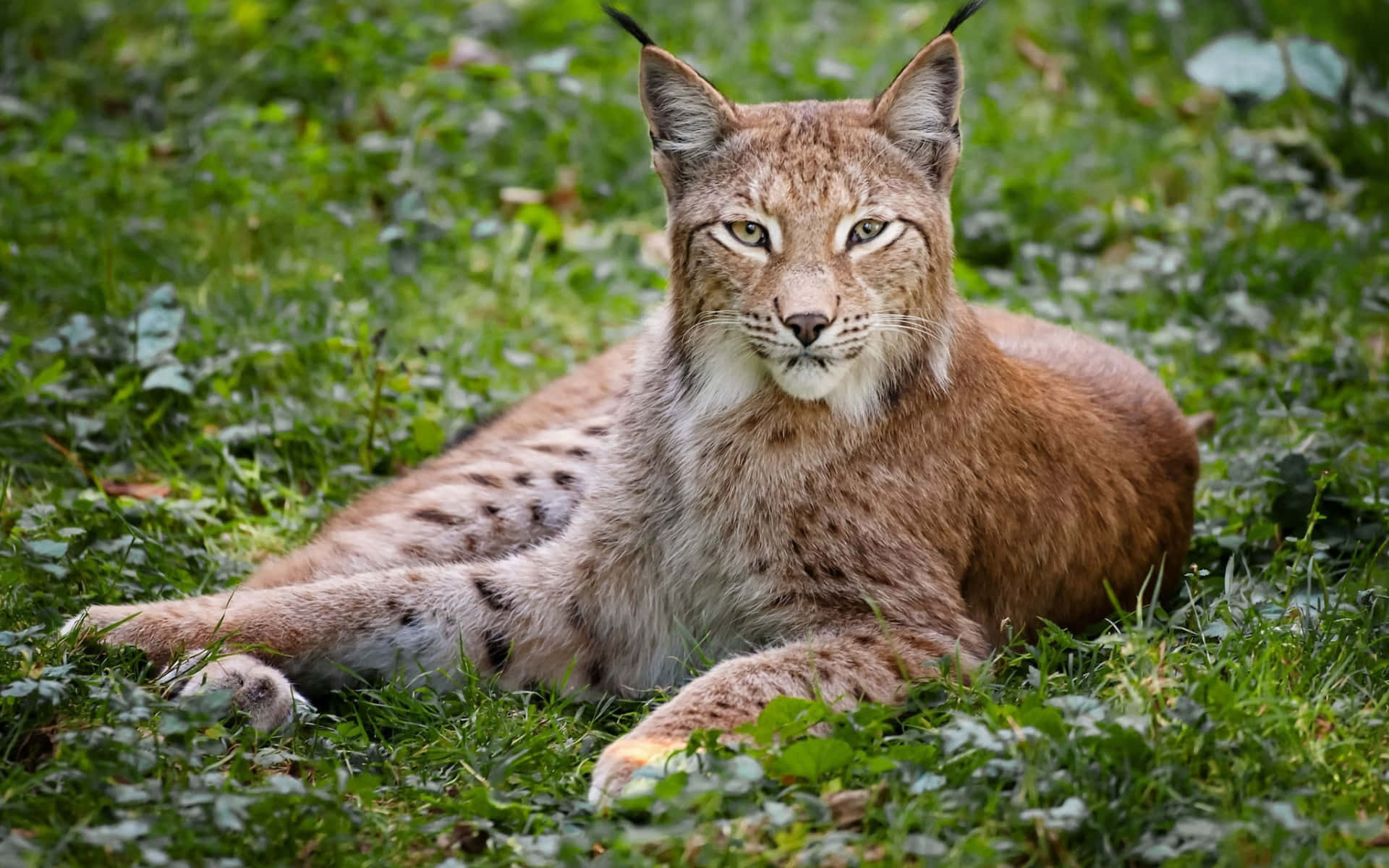 Eurasian Lynx Restingin Greenery Wallpaper