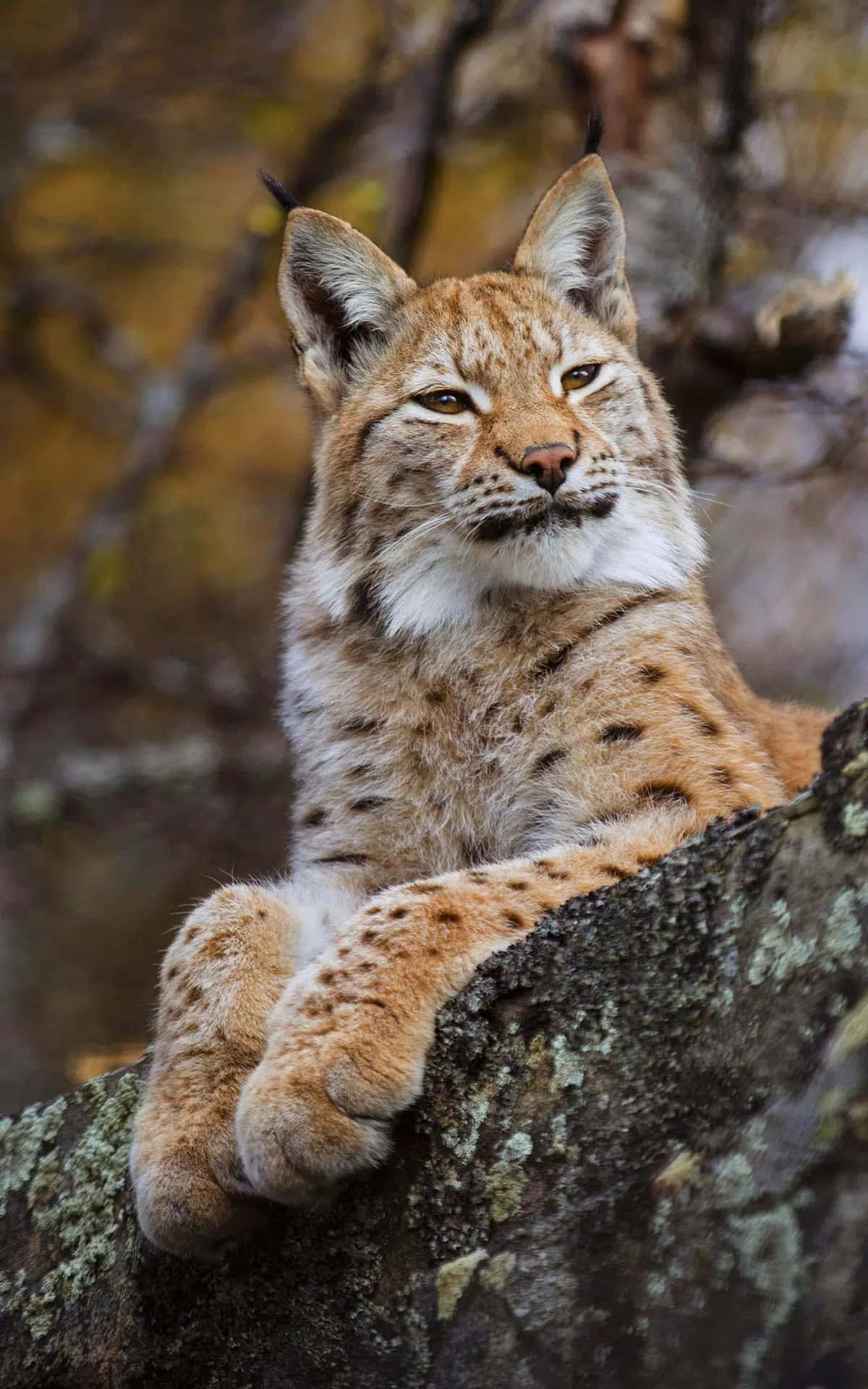 Eurasian Lynx Restingon Tree Wallpaper
