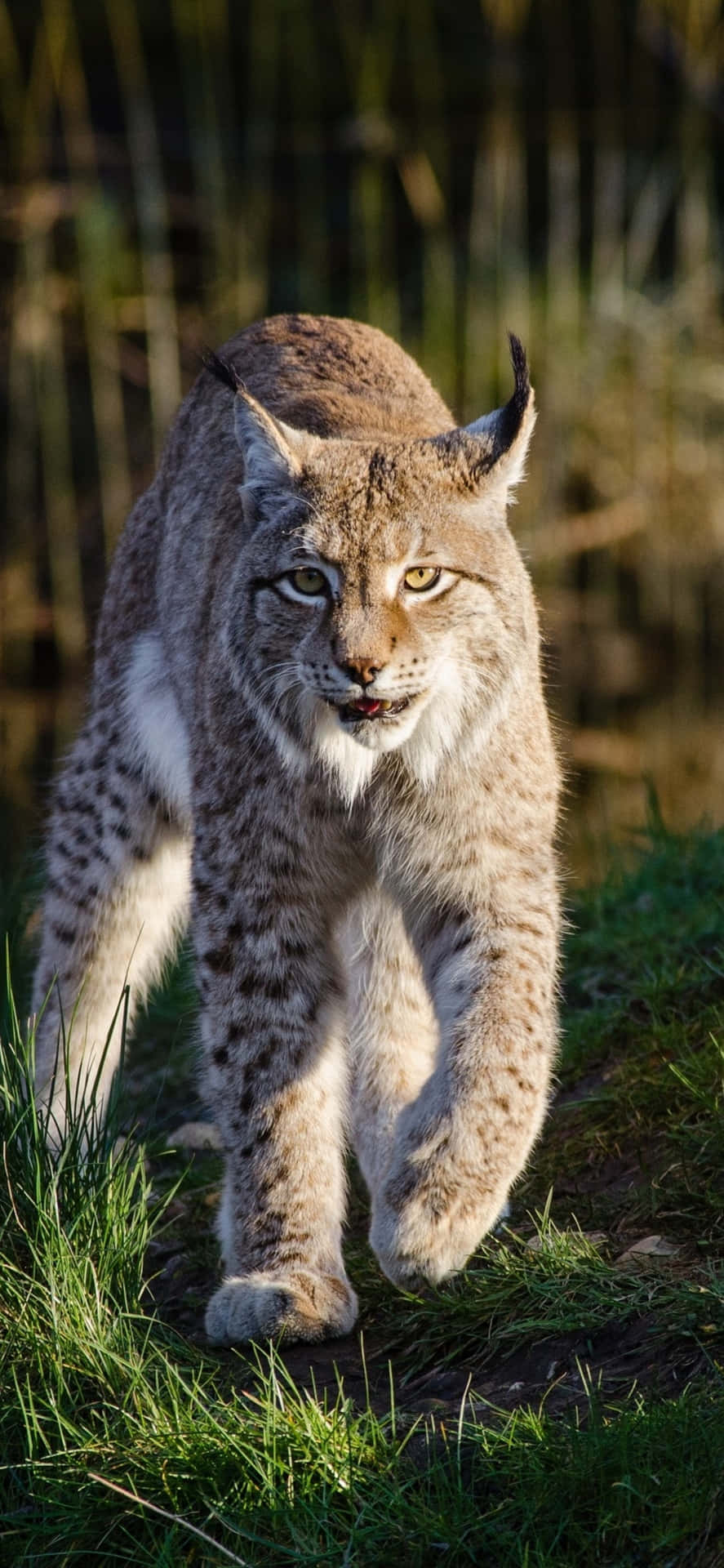 Eurasian Lynx Stalking Prey Wallpaper
