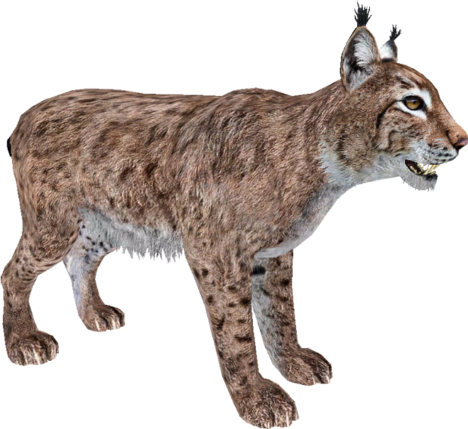 Eurasian Lynx Walking Profile PNG
