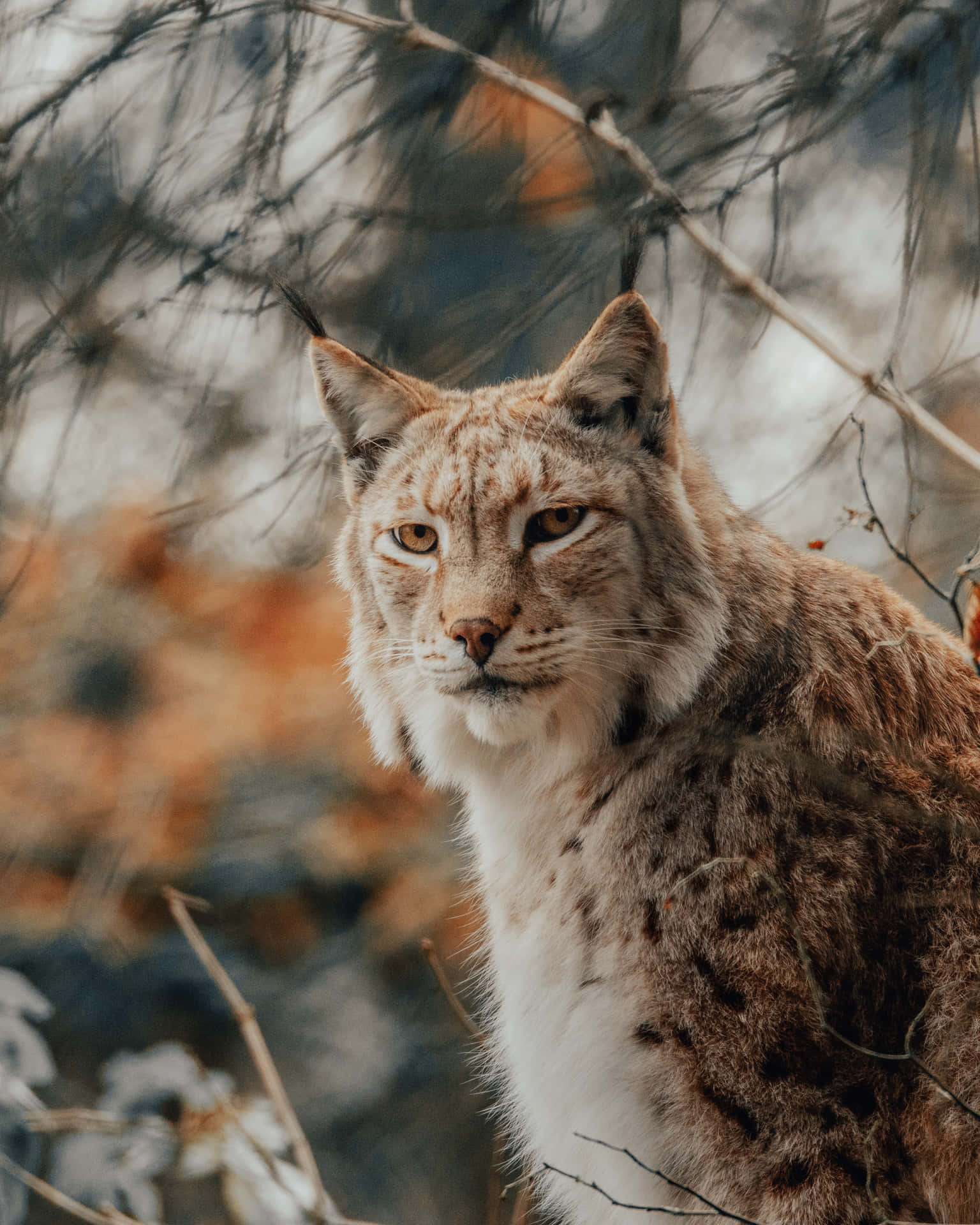 Eurasian Lynxin Autumn Forest Wallpaper