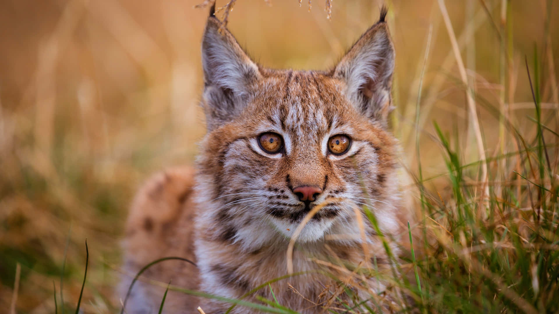 Eurasian Lynxin Grassland Wallpaper