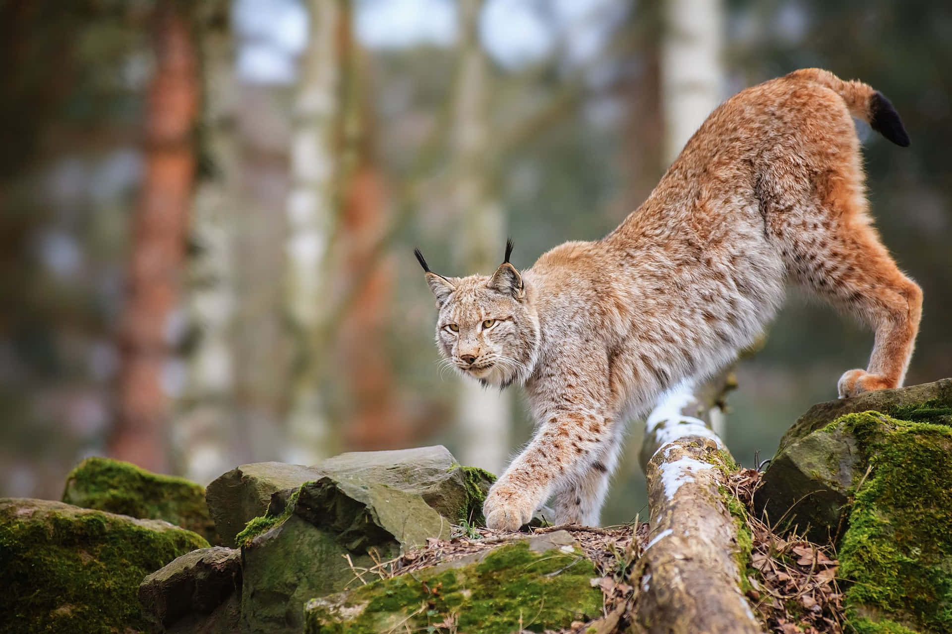 Eurasian Lynxin Habitat Wallpaper