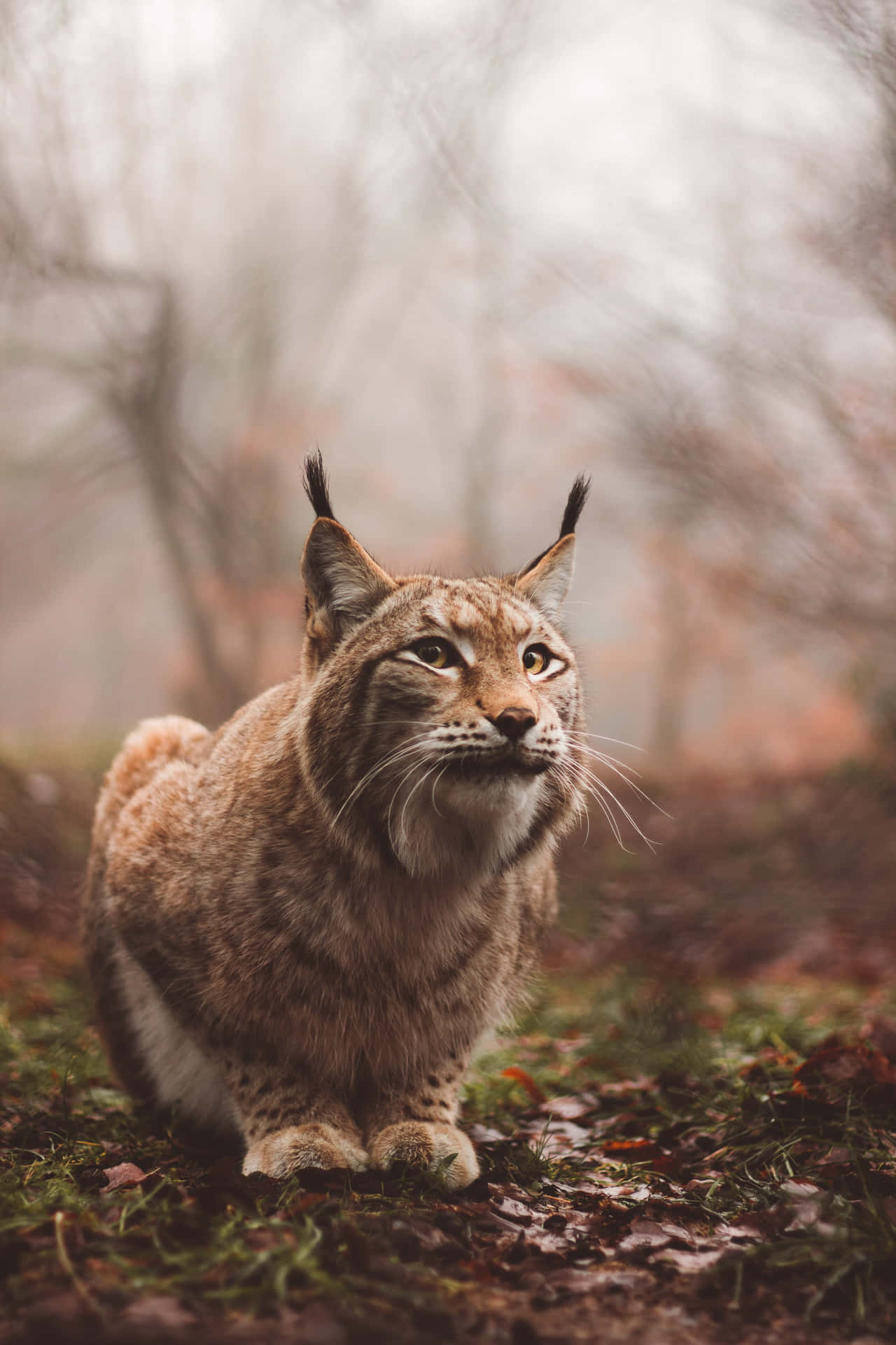 Eurasian Lynxin Misty Forest Wallpaper