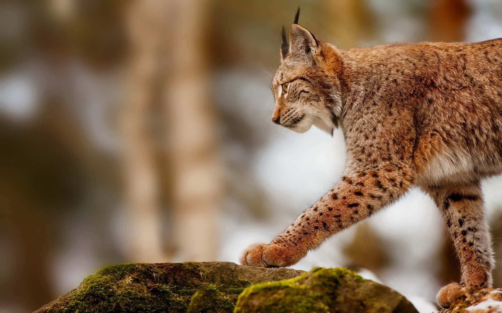 Eurasian Lynxin Natural Habitat.jpg Wallpaper