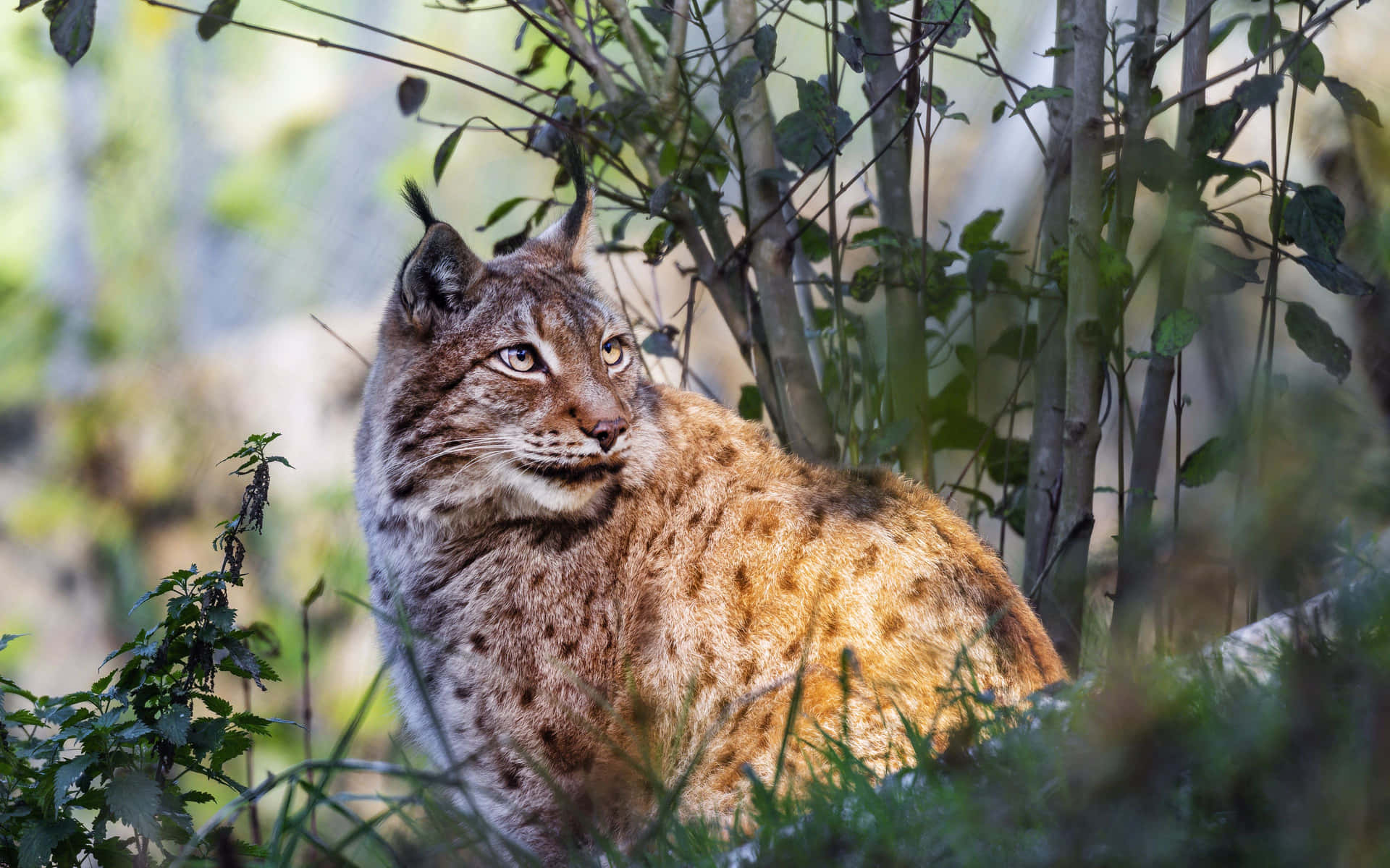 Eurasian Lynxin Natural Habitat Wallpaper