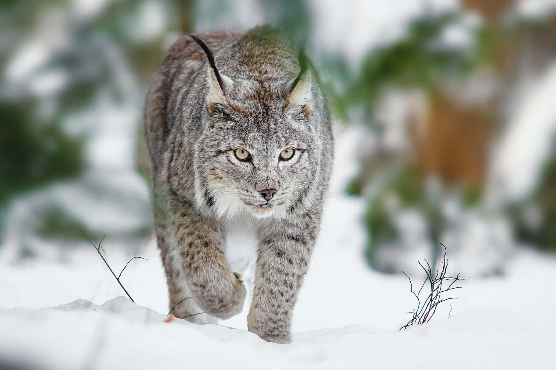Eurasian Lynxin Snow Wallpaper