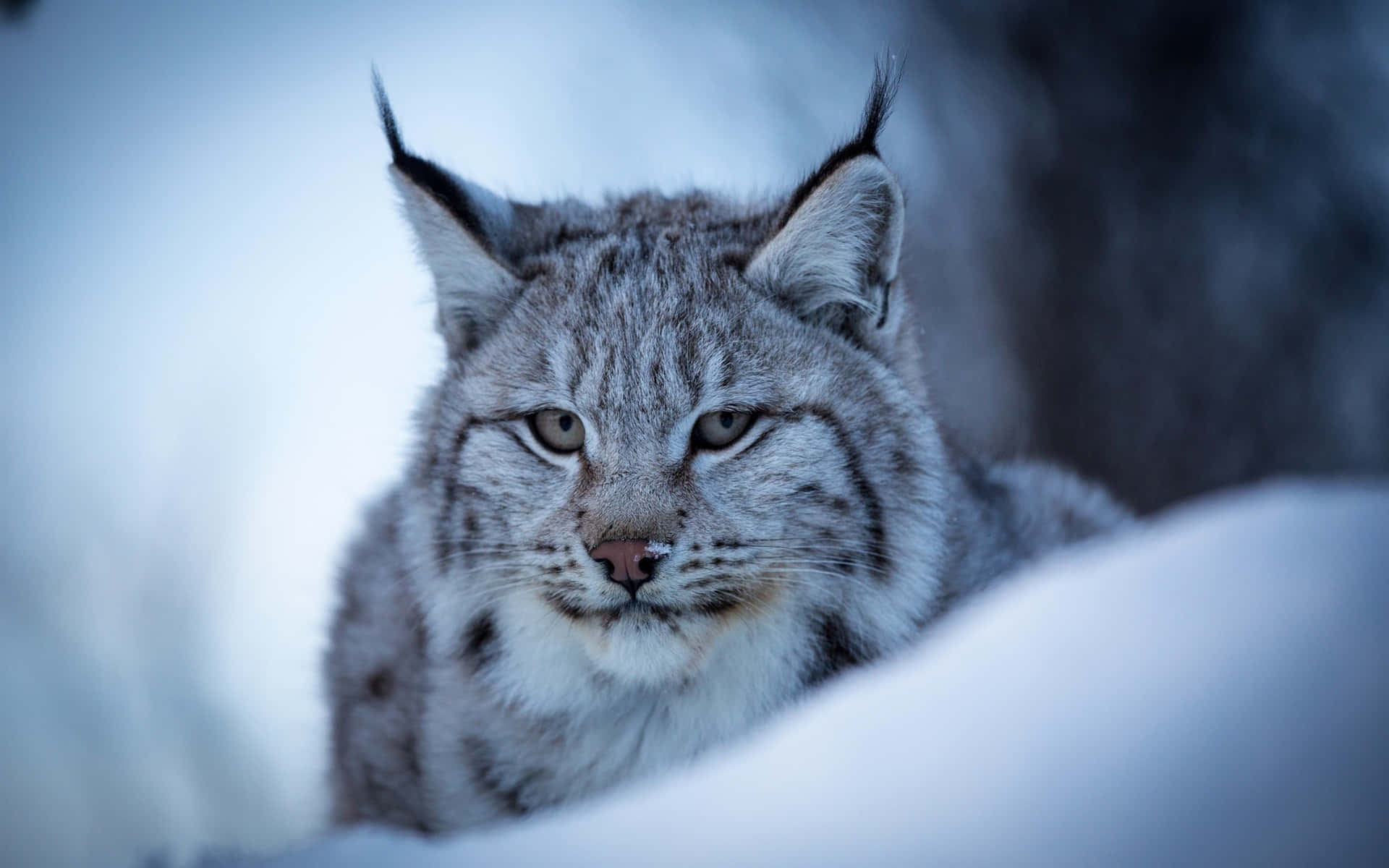 Eurasian Lynxin Snow Wallpaper