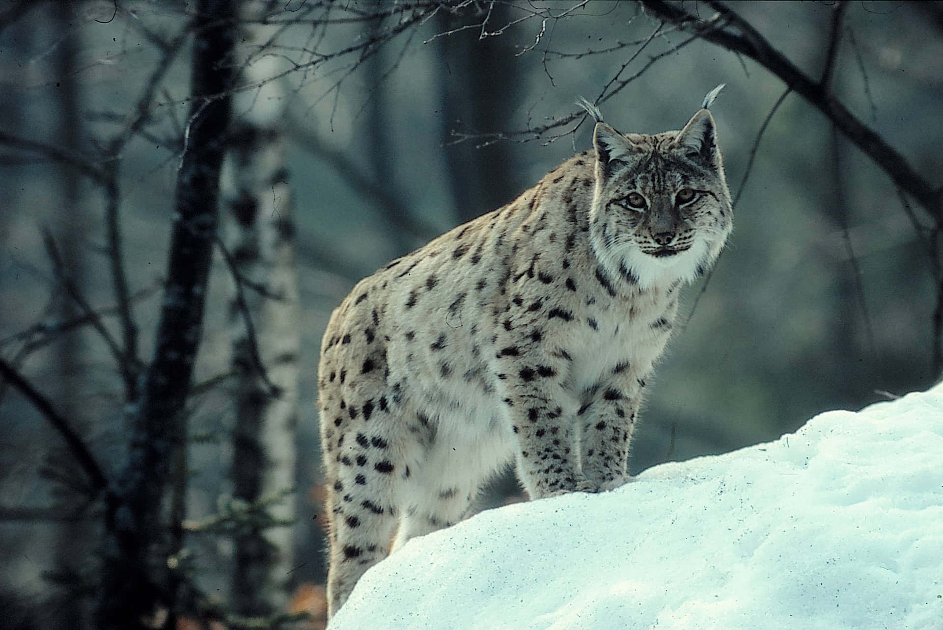 Eurasian Lynxin Snowy Forest Wallpaper