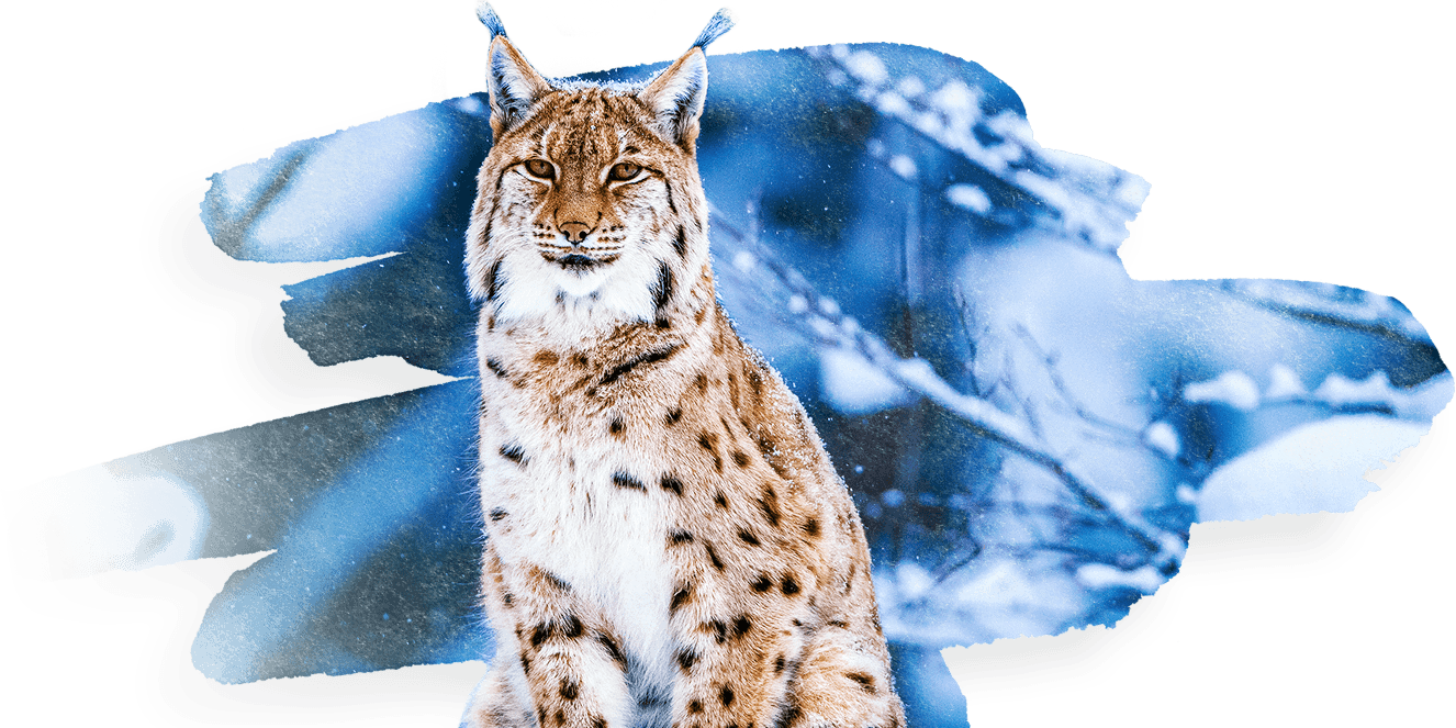 Eurasian Lynxin Winter Backdrop PNG
