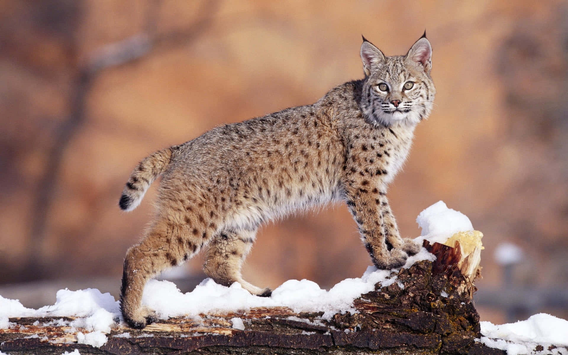 Eurasian Lynxin Winter Landscape Wallpaper