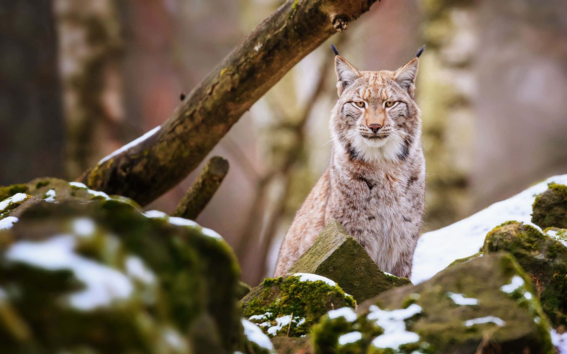 Eurasian Lynxin Woodland Wallpaper
