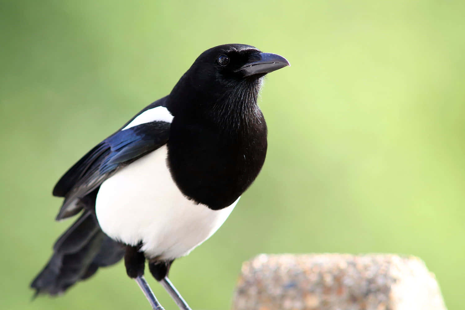 Euraasian Magpie Istumassa Taustakuva